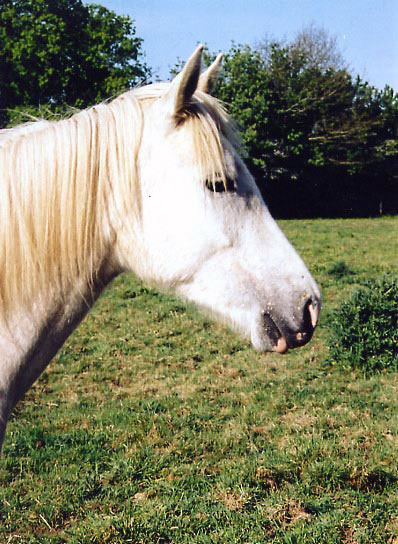 ARABE BARBE D'ENDURANCE